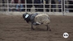 Young rodeo riders compete in mutton bustin’