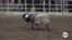 Young rodeo riders compete in mutton bustin’