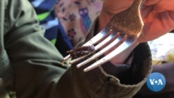 Would Americans Eat Edible Insects?