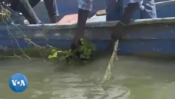 Une entreprise kényane transforme la jacinthe d'eau en emballages écologiques 