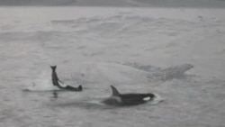 Tinch okeani sohillarida - Southern California Whales