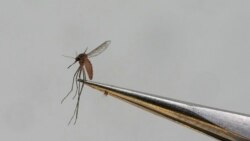 La OPS advierte que el dengue alcanzó cifras "alarmantes" en las Américas