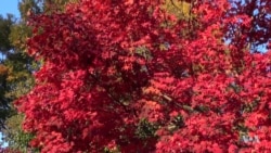 Spectacular Autumn Leaves Peak in the Washington Area