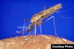 Nyamuk anopheles gambiae, yang menyebarkan parasit malaria
