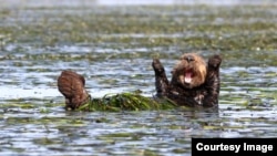 The Comedy Wildlife Photography Awards 2017, Penny Palmer, San Rafael, United States. Cheering sea otter. Hallelujah! (Comedy Wildlife Photo Awards)