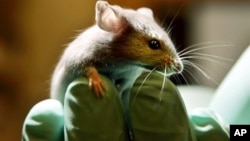 A yi hankali da bera