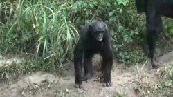 Wildlife Become Casualties of War