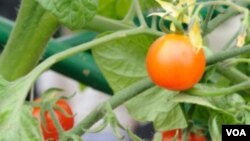 Los tomates, el calabacín y la arveja china son fáciles de iniciar y mantener si decide iniciar su propio jardín en casa.