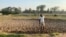 A man weeds with a hoe at his farm just outside Harare on Feb. 12, 2025. That has been the norm since most experienced commercial farmers were driven off their land by the government.