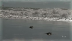 ปริศนา 'ปีที่หายไป' ของเต่าทะเล คลี่คลายแล้ว