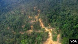 Greenpeace mendesak pemerintah mengkaji ulang izin konsesi yang tumpang tindih dengan wilayah berhutan dan lahan gambut di Kalimantan (foto: dok).
