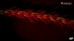 This image provided by the Monterey Bay Aquarium Research Institute in April 2024 shows bioluminescence in the sea whip coral Funiculina sp. observed under red light in a laboratory. (Manabu Bessho-Uehara/MBARI via AP)