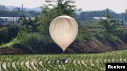 Sebuah balon yang diyakini dikirim oleh Korea Utara, membawa berbagai benda termasuk sampah dan kotoran, terlihat di atas sawah di Cheorwon. (Foto: Yonhap melalui Reuters)