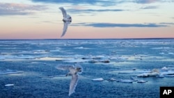 Birds fly over sea ice scattered on the Victoria Strait in the Canadian Arctic Archipelago, Friday, July 21, 2017. Environmental concerns and a growing acceptance of the rights of the region's indigenous population have held back some of the more extreme plans for Arctic exploration. (AP Photo/David Goldman)
