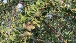 تحقیق برای دستیابی به محصولات بادام با کیفیت