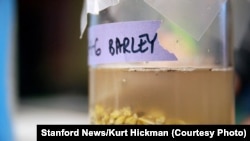 A close-up shot of the beer Stanford students recently made following an ancient Chinese recipe.