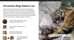 : Juru Kampanye Hutan Greenpeace Indonesia, Arie Rompas menjelaskan dampak kebun sawit terhadap satwa liar dalam Peluncuran Laporan Sawit Ilegal Dalam Kawasan Hutan : Karpet Merah Oligarki, Kamis (21/10/2021). (VOA)