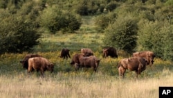 A herd of bisons graze on grass at a wildlife sanctuary in Milovice, Czech Republic, July 28, 2020. Wild horses, bison and other big-hoofed animals once roamed freely in much of Europe. (AP)