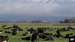 FILE - Dairy cows graze on a farm near Oxford, New Zealand, Oct. 8, 2018. Farm animals are partially to blame for half of the country's rising greenhouse gas emissions.