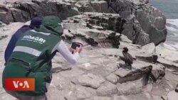 བྱ་རིགས་ཀྱི་ཆམ་ནད་འགོས་ཁྱབ་བྱུང་ཚེ་ཏོག་ནད་༡༩ ལས་ཀྱང་ཉེན་ཚབས་ཆེ།