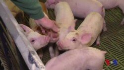 Xitoy tariflaridan amerikalik fermerlar ziyon ko'radi