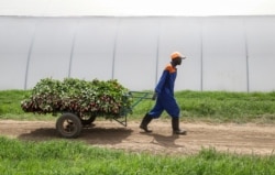 FILE - Farm worker Evans Makori pulls a handcart of roses to be thrown away at Maridadi Flowers farm in Naivasha, Kenya, March 19, 2020.
