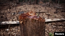 This is a tree stump. But what does this have to do with being confused?