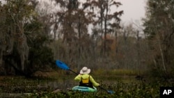 FILE - A kayaker paddles amidst changing foliage in the Maurepas Swamp in Ruddock, La., Dec. 13, 2020. 