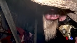 Xellouin: Arvohlar o'rmoniga sayr