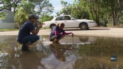 Волонтери в Маямі допомагають науковцям вивчати кліматичні зміни. Відео