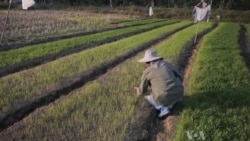 In Thailand's North, Support for Ruling Party Remains Strong