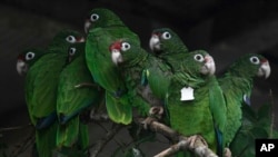 In this Nov. 6, 2018 photo, Puerto Rican parrots huddle in a flight cage at the Iguaca Aviary in El Yunque, Puerto Rico. (AP Photo/Carlos Giusti)