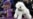 Bichon Frise Becomes America’s Top Dog