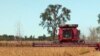 ARHIVA - Kombajn žanje sojinu sačmu na njivi u Sijuks Folsu, u Južnoj Dakoti, 1. oktobra 2013. (Foto: AP/Carson Walker)
