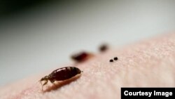 FILE - "Bedbugs go where people go, so they can be virtually anywhere," said Rick Cooper, senior director of bedbug services at Terminix.