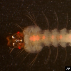 Cikakken Bayanin Cutar Maleriya Kashi Na Shida - Yadda Ake Ganowa Da Jinyar Maleriya