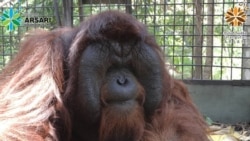 Orangutan Kalimantan di PSO Arsari. Foto:@kisarodom/ Facebook @Pso-Arsari)