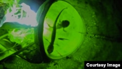 This image produced from a video clip shows two young salamanders trapped in the pitcher of a Northern Pitcher Plant (Sarracenia purpurea), a carnivorous plant that lives in nutrient-poor bogs. (Video by Patrick D. Moldowan/YouTube)