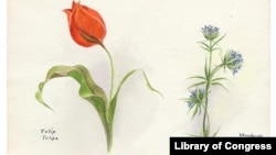 A botanical illustration showing a tulip and woodruff from 1931 (Credit: U.S. Library of Congress).