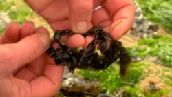 Algae May Provide Next Generation of Sun Protection