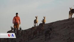 Welatiyek Pezê Kovî, Gor, Koçik û Teyran Bihevre Xwedî Dike