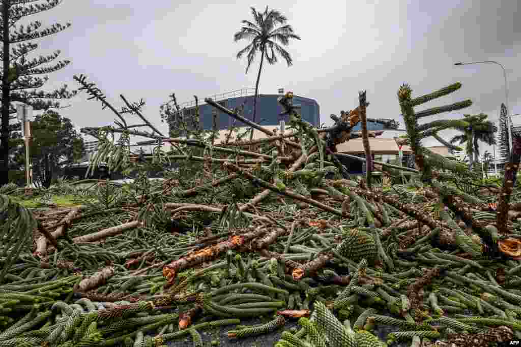 A fallen tree sits across a road after violent winds toppled power lines as Tropical Cyclone Alfred inched towards Australia's eastern coast, in Coolangatta.