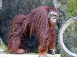 Orangutan Kalimantan (Pongo pygmaeus) ditranslokasi dari Yogyakarta ke PSO Arsari di Kabupaten Penajam Paser Utara, Kaltim, Selasa (17/8). (Foto courtesy : Kementerian Lingkungan Hidup dan Kehutanan)