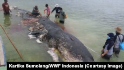 Para relawan memindahkan dan menguburkan bangkai paus sperma yang terdampar di Pulau Kapota, Wakatobi, Sulawesi Tenggara, 20 November 2018. (Foto: Kartika Sumolang/WWF Indonesia)