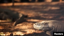 Komodo berjalan di Taman Nasional Komodo di Pulau Komodo, Nusa Tenggara Timur. (Foto: Reuters)