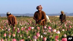 مزرعهٔ کوکنار