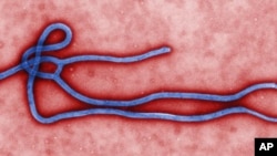 fasalin kwayar cutar dake haddasa Ebola