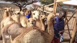 Le lait de chamelle, "l'or blanc" de la Somalie