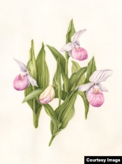 Show Lady's Slipper by Linda Powers, one of the pictures at the exhibit. (United States Botanic Garden)