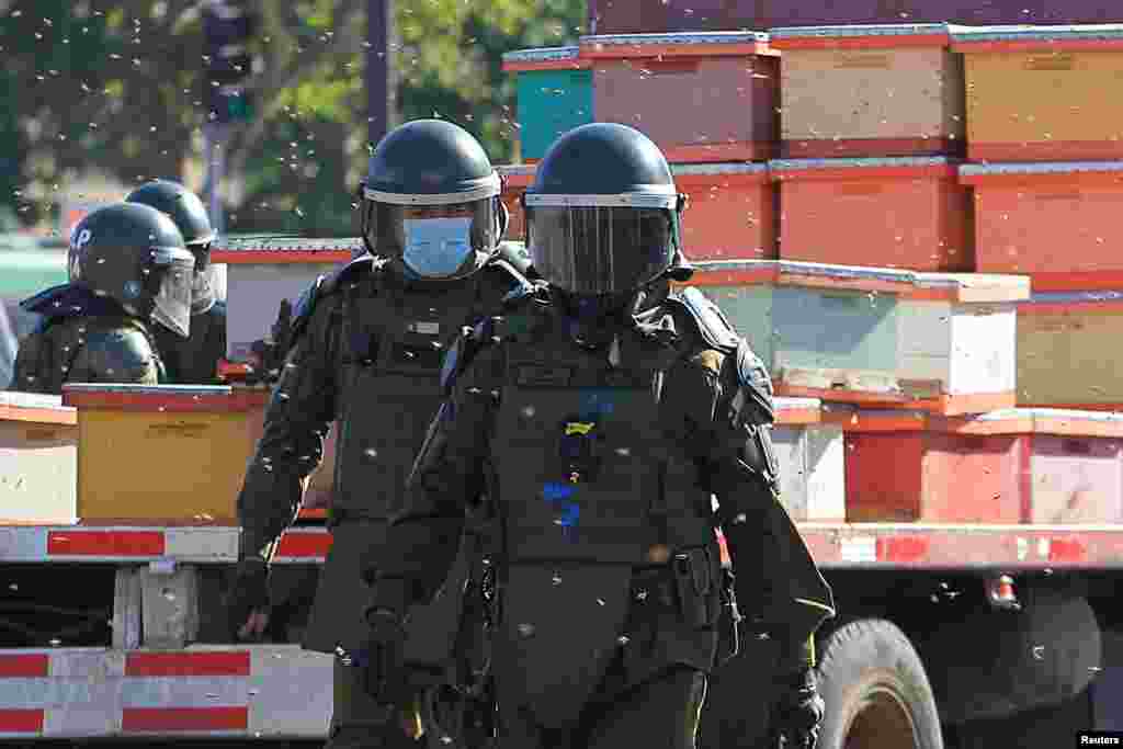 Bees fly around riot police during a protest after beekeepers who demanded government measures to face the persistent drought that affects the country, blocked the street with honeycombs full of bees in front of the Chilean presidential palace, in Santiago, Jan. 3, 2022.